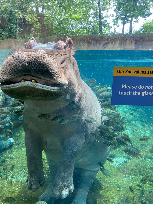 Hippo at the Saint Louis Zoo