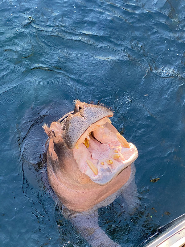 Hippo at the Saint Louis Zoo