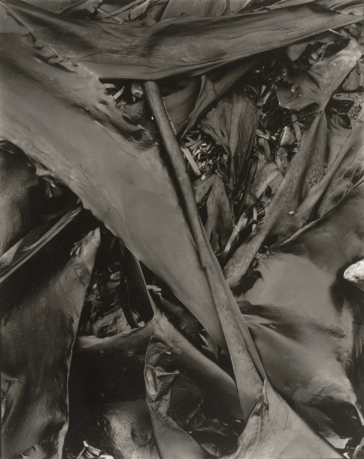 Seaweed, Maine