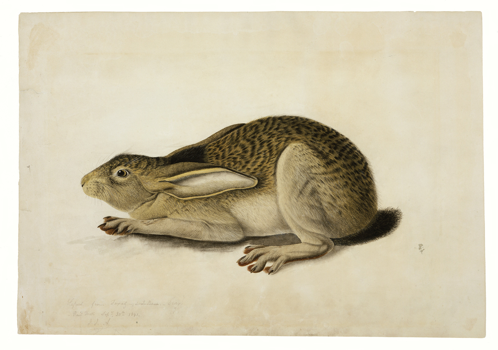 Black-Tailed Hare