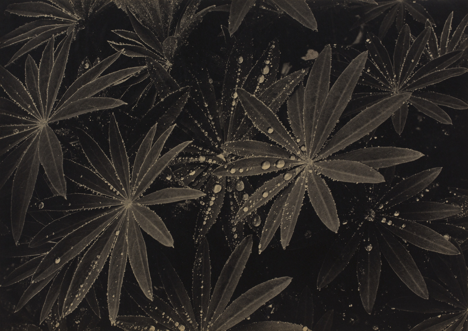 Rain Drops on Lupin Leaves