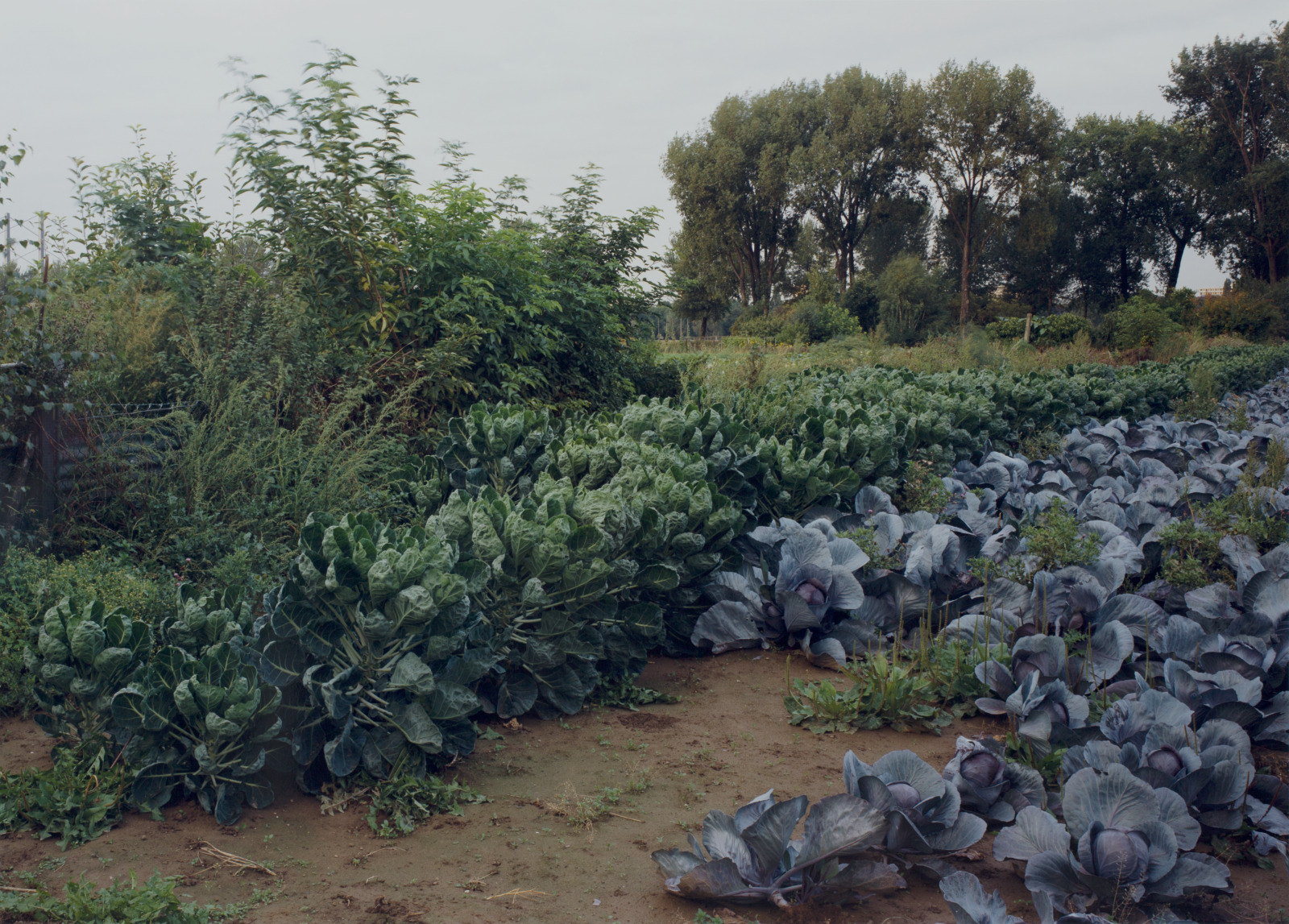 Cabbage Field